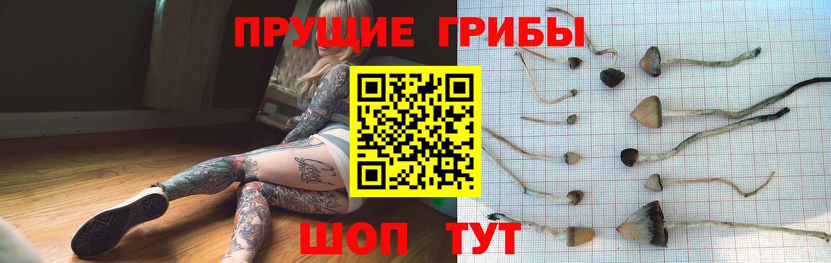 Томск  Галлюциногенные грибы Psilocybine cubensis  Вход с VPN 
